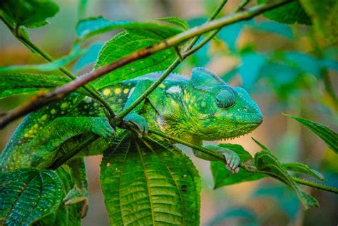 camouflage animals chameleon.